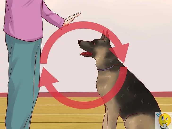 Как научить собаку или щенка команде «сидеть»