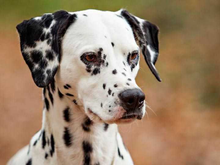 Далматин: описание породы собак, характер, щенки