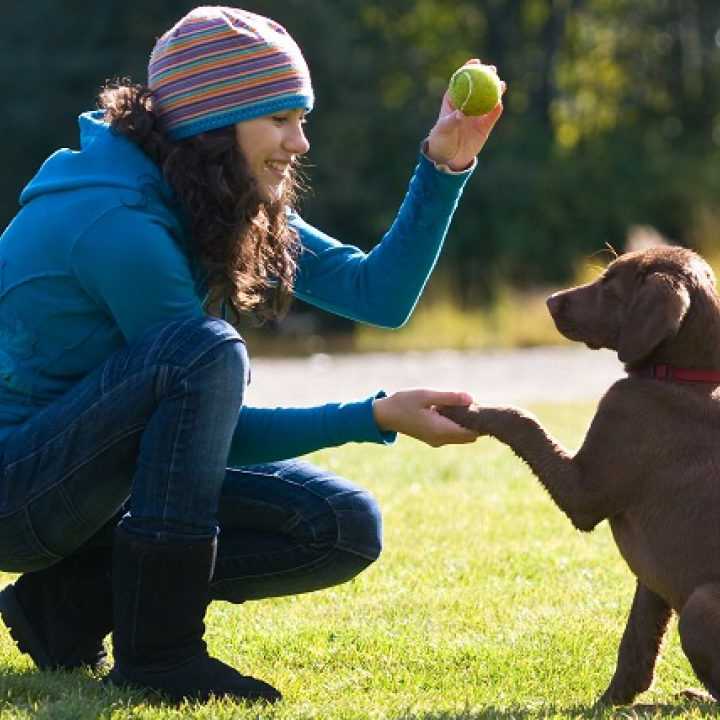 Учим собаку команде "чужой": подготовка и обучение