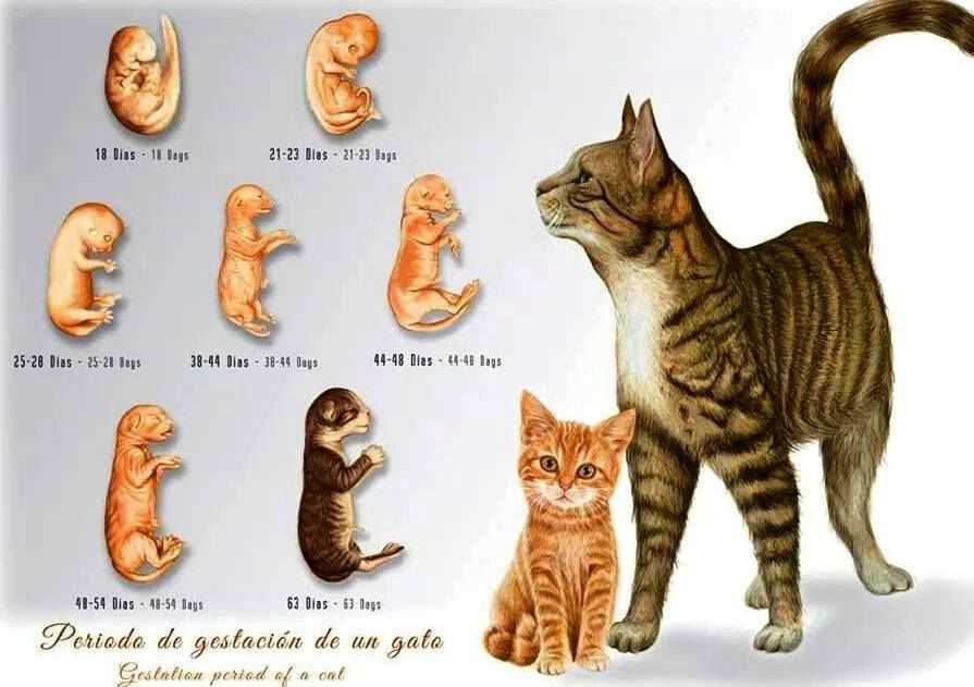 Правильное воспитание котенка: советы и рекомендации экспертов