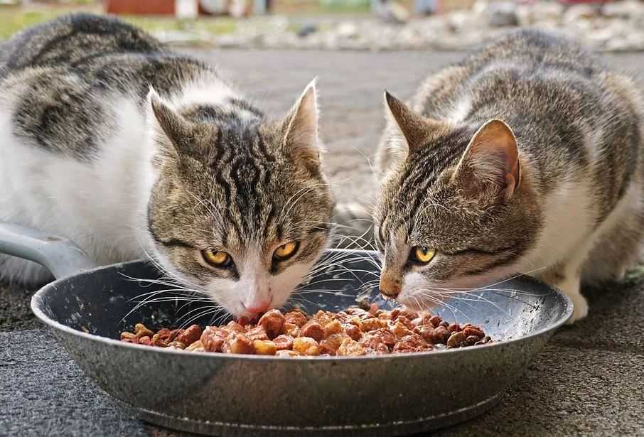 Каким мясом кормить кошку и кота