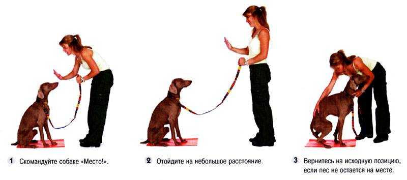 Трюковая дрессировка собак: назначение и общие принципы обучения