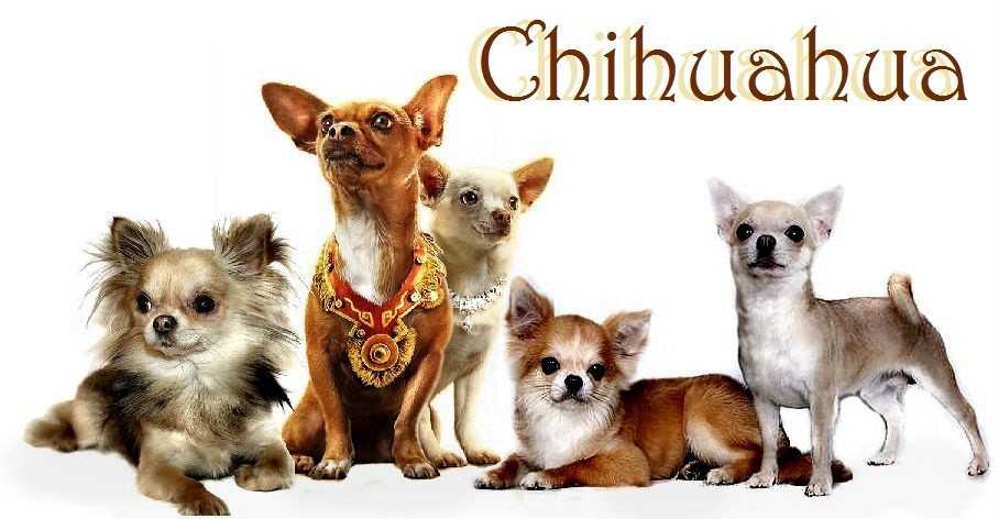 Собака чихуахуа - фото, цена, клички, описание