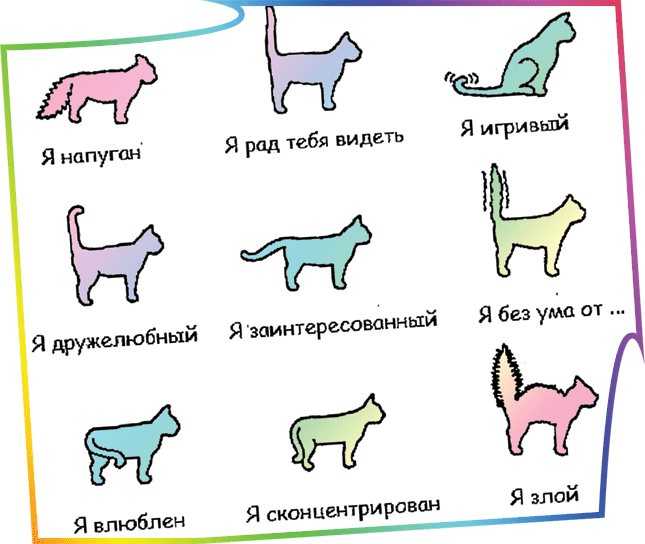 Кошка не подпускает кота - что делать, причины - kotiko.ru
