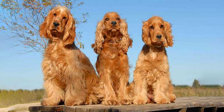 Особенности содержания золотого ретривера: описание породы и правила ухода за собаками