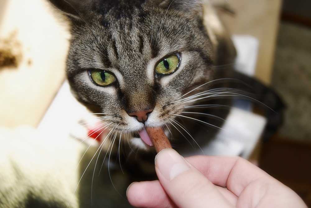 Можно ли кормить стерилизованного кота вареной рыбой