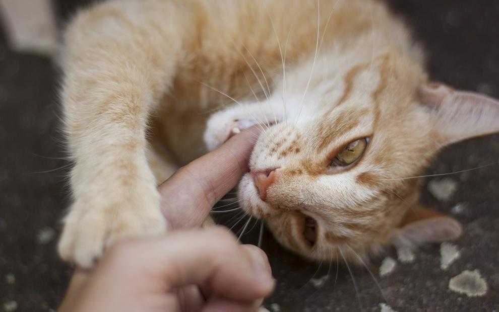 Как отучить кота кусаться