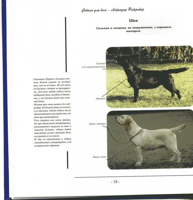 Бельгийская овчарка 🐶 фото, описание, характер, факты, плюсы, минусы собаки ✔