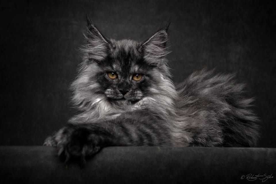 Черный мейн-кун (26 фото): описание котенка, большой взрослого кота черного окраса и черной кошки с зелеными глазами