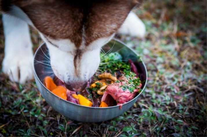 Чем кормить собаку: рекомендации для маленьких, средних, больших пород
