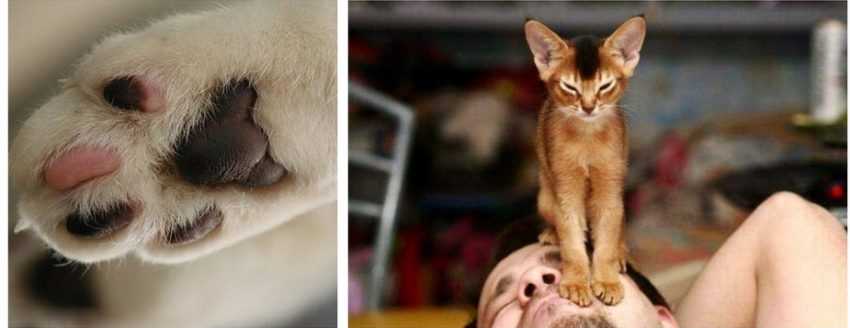 Почему взрослые кошки и котята трутся мордой о лицо, ноги или руки хозяина, что это означает?