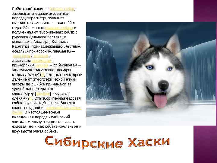 Сибирский хаски (60 фото): описание породы, характер и уход
