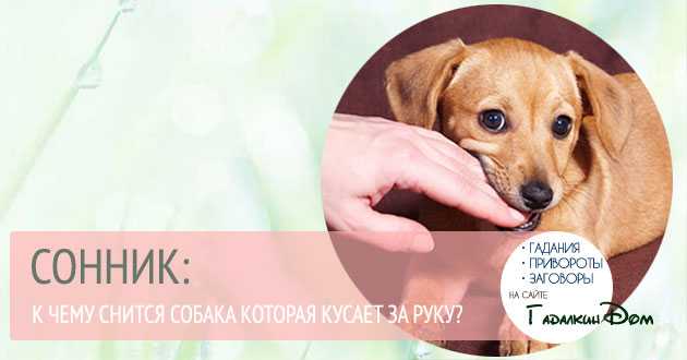 К чему снятся собаки мужчине: выбор сонника, значение и толкование сна - tolksnov.ru