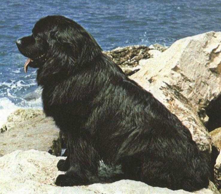 Ньюфаундленд (водолаз): описание породы собак, выбор щенка и цены