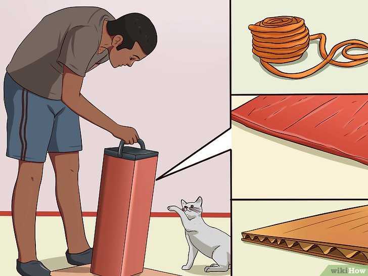 Как защитить стены от кота?