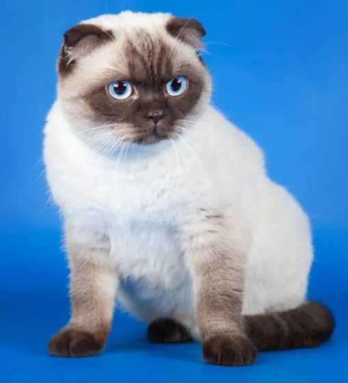 Сиамские кошки и котята: характеристика пушистого питомца «голубых кровей» с фото и ценой