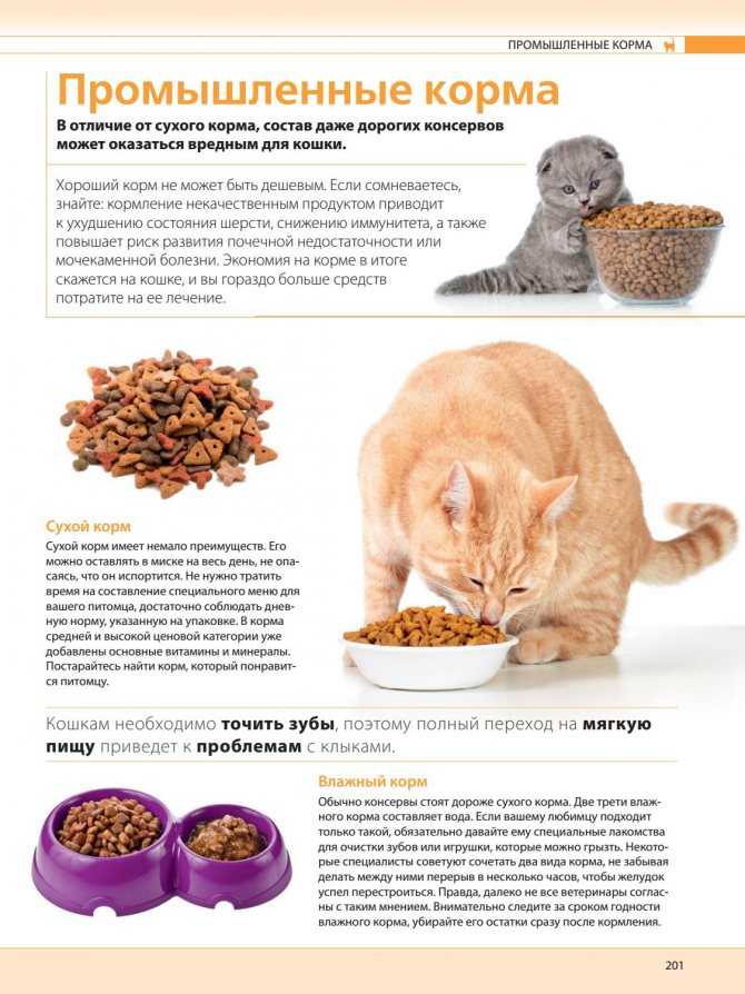 Персидская кошка - описание и характеристики породы, продолжительность жизни, питание, болезни и уход