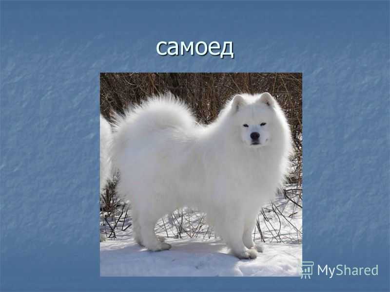 Самоедская собака 🐶 фото, описание, характер, факты, плюсы, минусы собаки ✔