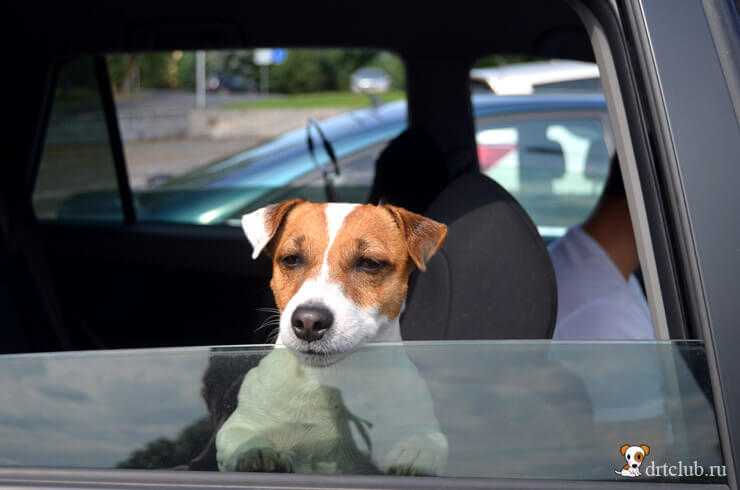 Как отучить собаку бегать за машинами, кидаться и лаять на них, поняв причину, почему они это делают - блог о животных - zoo-pet.ru