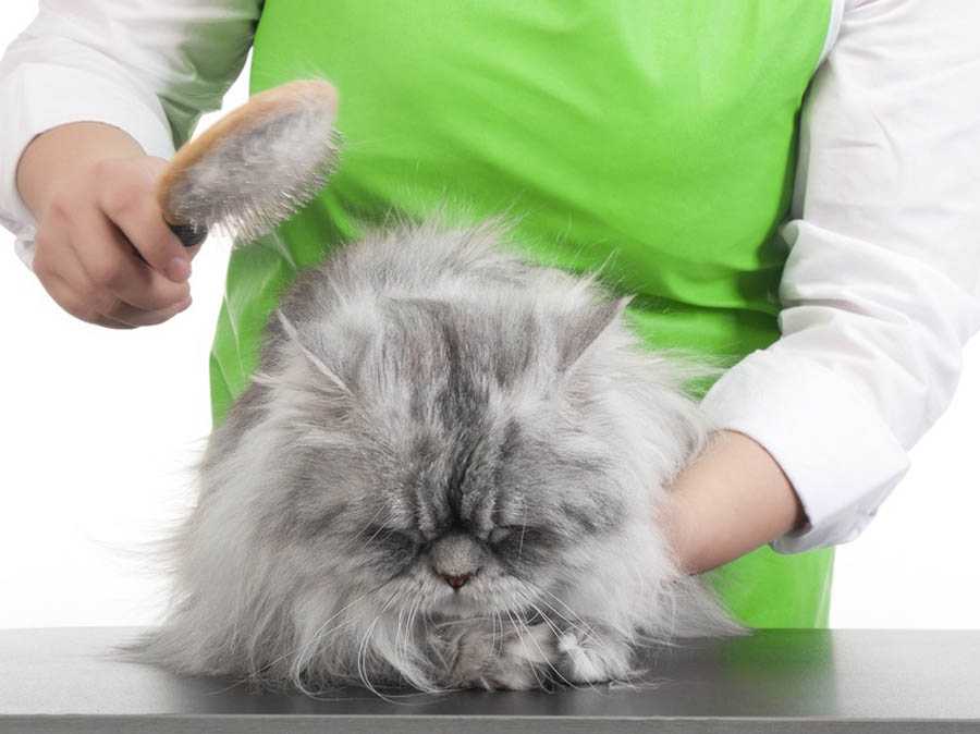 Как ухаживать за шерстью породистых кошек – ветеринарные клиники ушихвост, полный спектр услуг для животных.