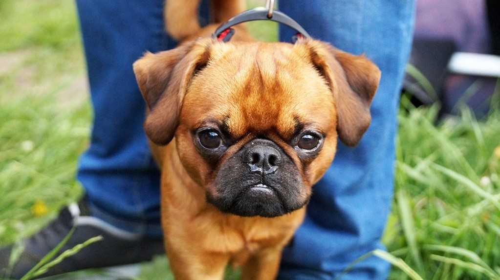 Пти брабансон собака. описание, особенности, уход и цена породы | sobakagav.ru