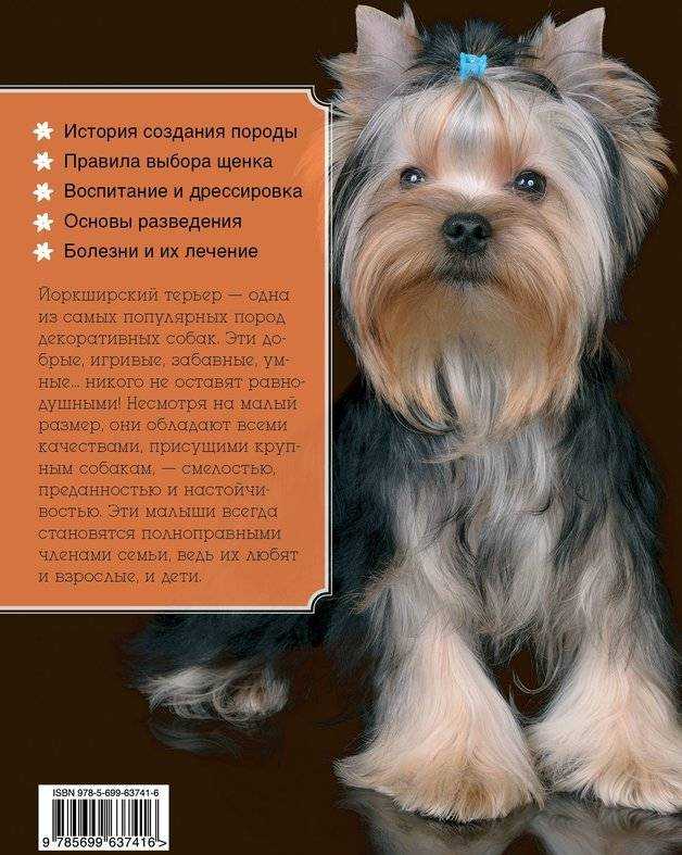 Йоркширский терьер: стандарт и описание породы, как выглядит взрослая собака на фото и сколько живут крупные питомцы и макси