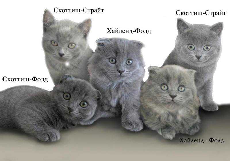 В каком возрасте кошки перестают рожать котят?