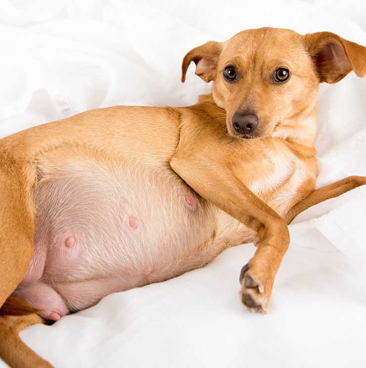 Ложная беременность у собак: признаки и симптомы, особенности лечения