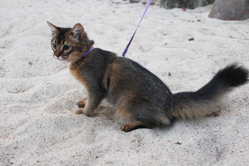 Курильский бобтейл: фото и описание породы, отличия кошки и кота, а также короткошерстной и длинношерстной разновидности