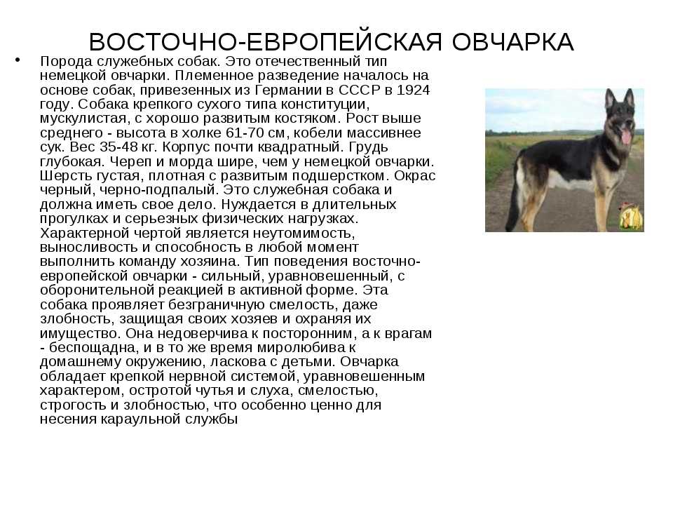 Кавказская овчарка: стандарт породы, здоровье, уход | блог ветклиники "беланта"