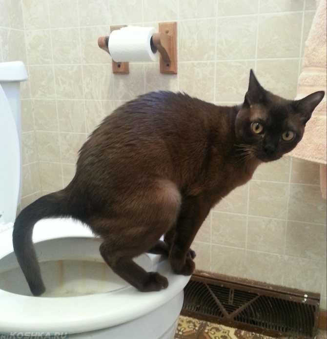 Когда котята сами начинают есть и ходить в туалет самостоятельно, как часто они какают и писают?