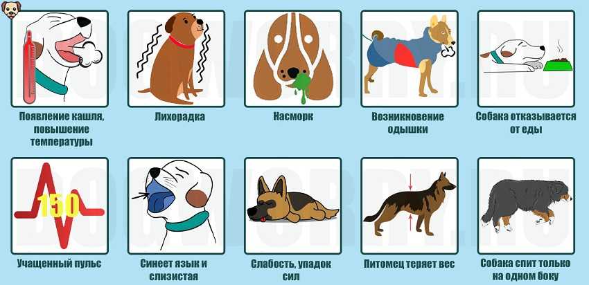 Кашель у кошки: причины, симптомы, диагностика, лечение и прогноз, профилактические меры | блог ветклиники "беланта"