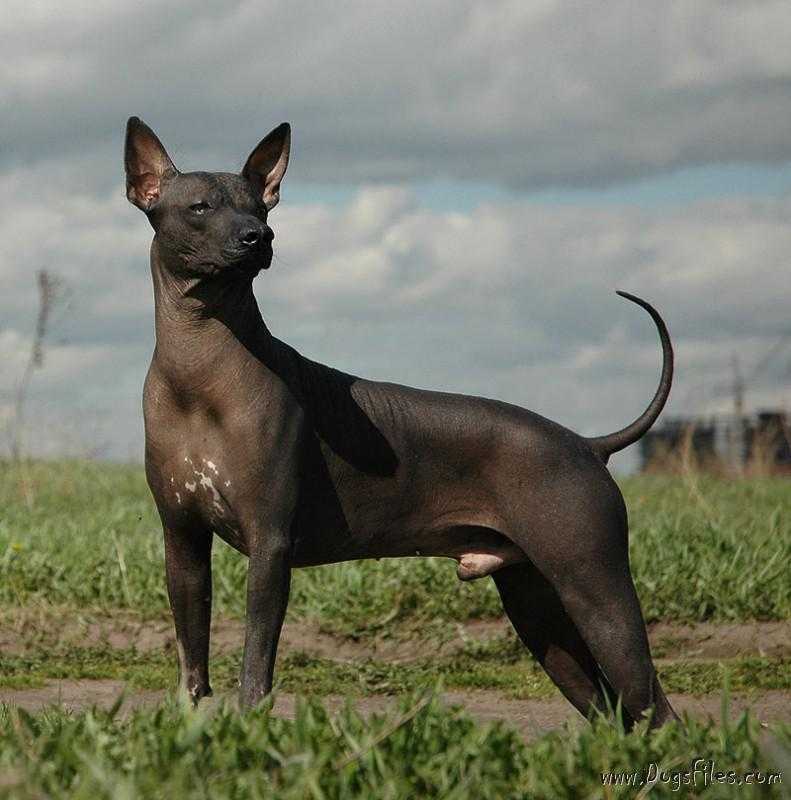 Ксолоитцкуинтли – мексиканская собака без шерсти