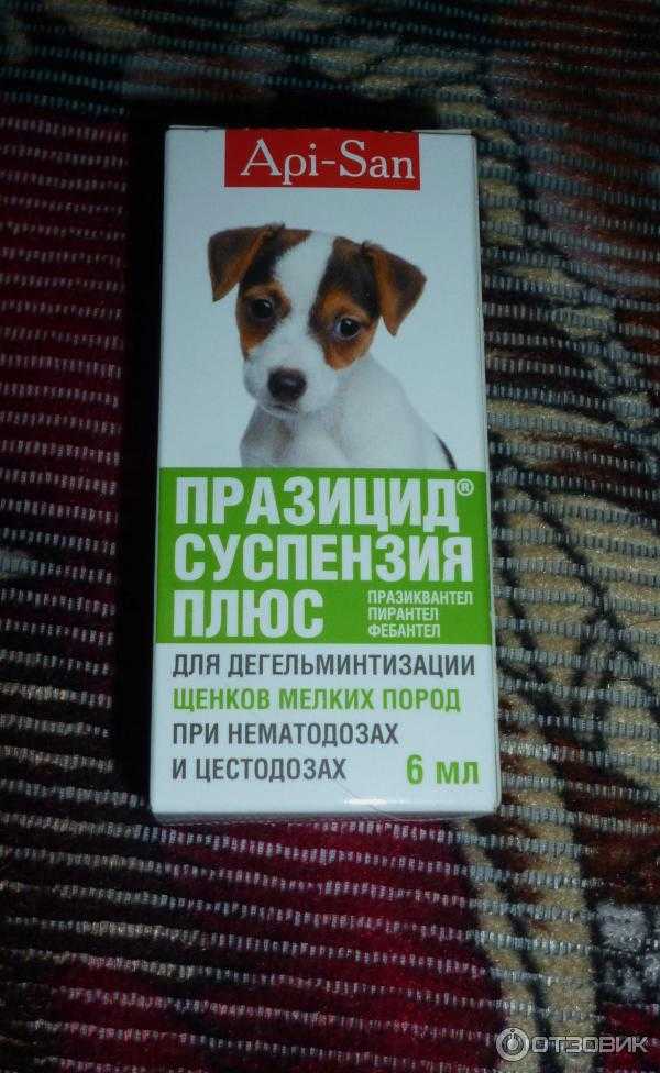 Лечение рвоты у собак - ветеринарная клиника vetstate