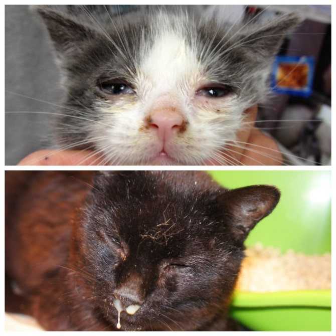 Простуда у кошек  - симптомы и лечение простуды у кота в москве. ветеринарная клиника "зоостатус"