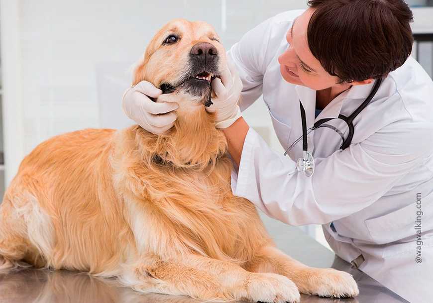 Заболевания печени у собак: симптомы, виды, диагностика, лечение | блог ветклиники "беланта"