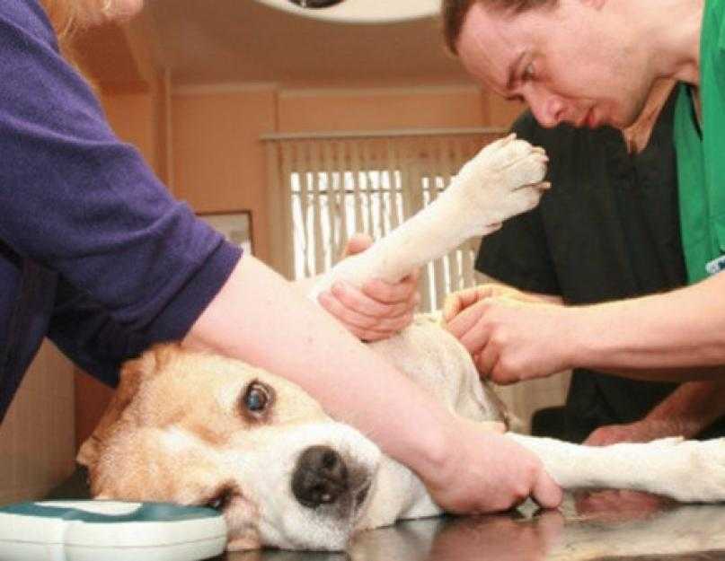 7 причин, почему у собаки отказывают задние ноги: лечение, что делать - kotiko.ru