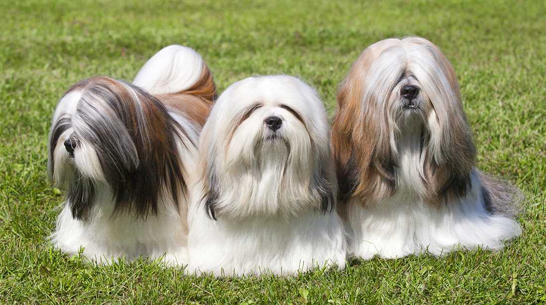 Описание породы собак лхаса апсо с отзывами владельцев и фото