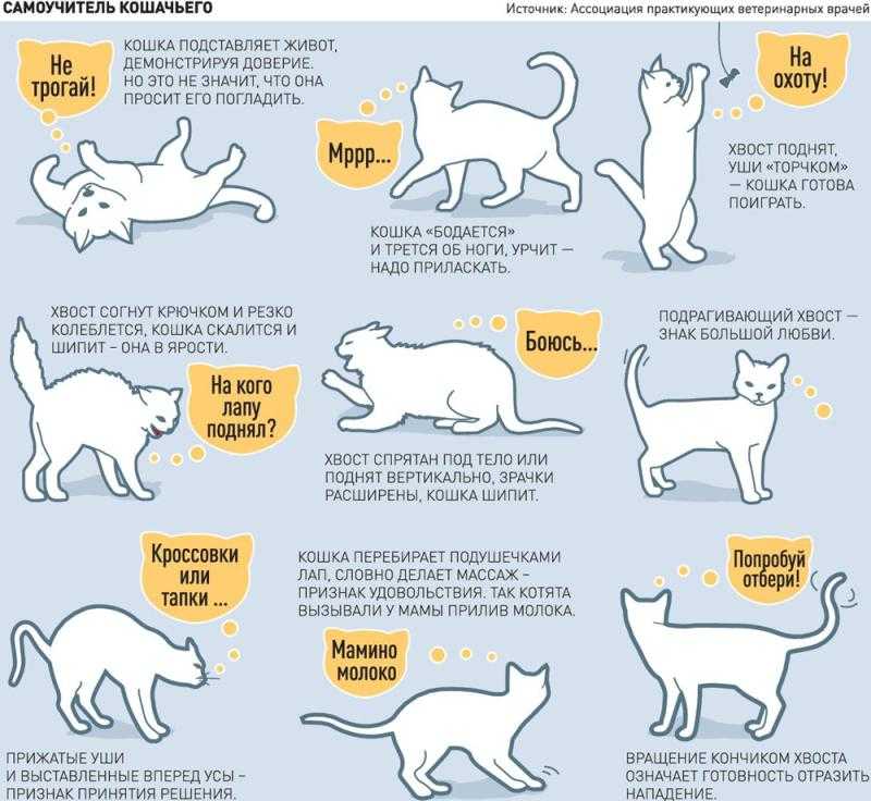 Почему котята мяукают