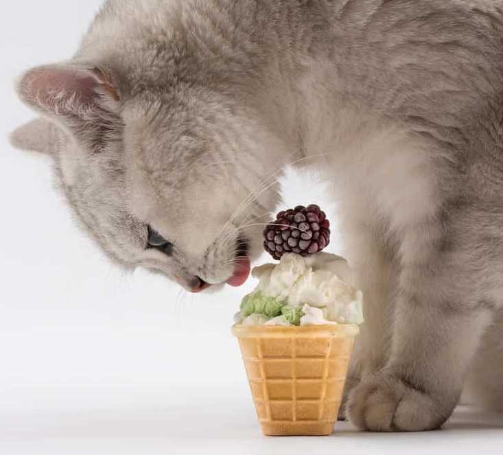 Сладкое кошкам: что можно и что нельзя давать кошкам. когда и почему можно давать сладкое котма (95 фото)