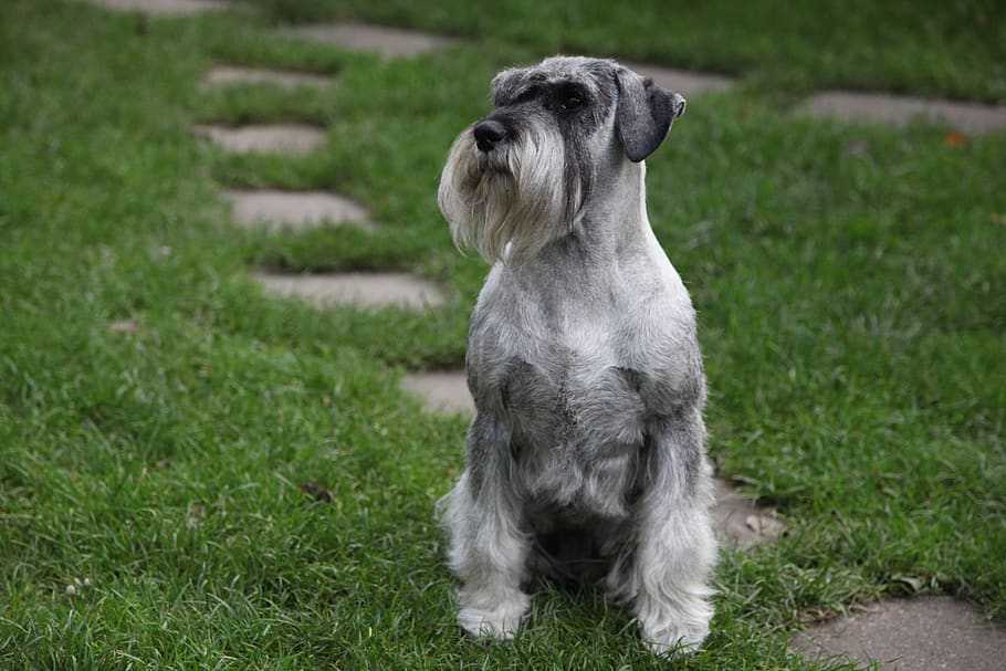 Цвергшнауцер (67 фото): описание породы, плюсы и минусы мини-собак. как выбрать щенка? сколько живут собаки? отзывы владельцев