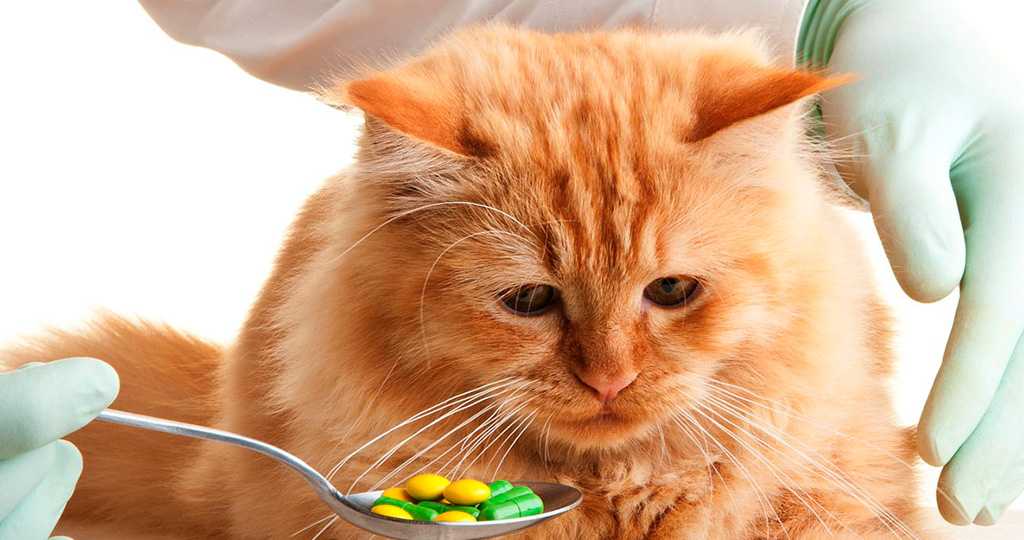 Почему кошка не ест Что-то серьёзное или это всего лишь прихоть маленькой привереды Кот, к сожалению, не сможет сказать, что с ним происходит, что болит, что он чувствует.