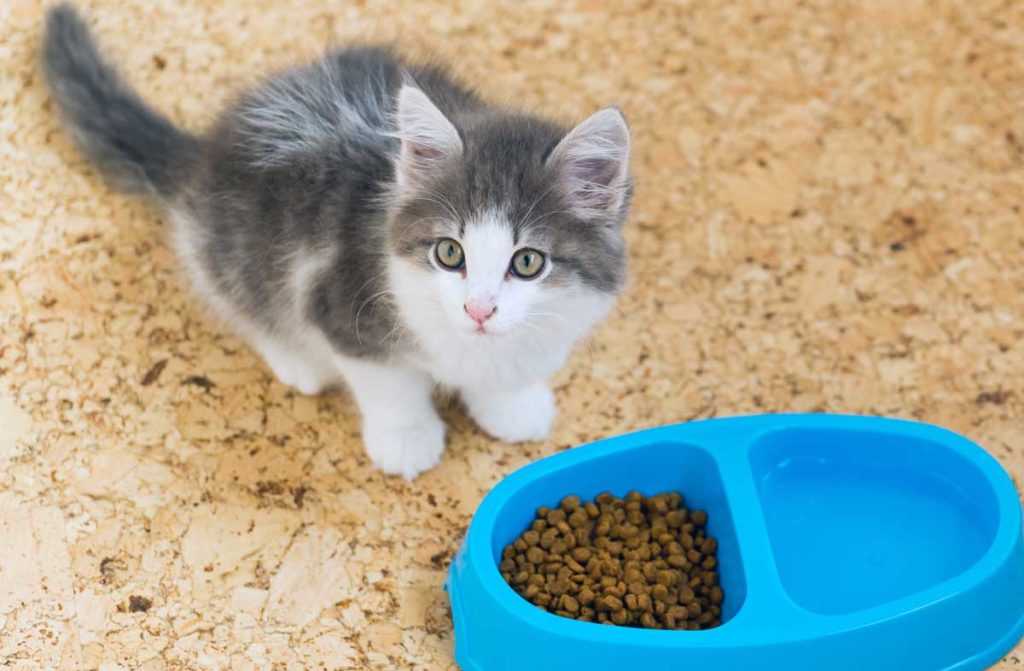 Почему котёнку не нравится сухой корм?