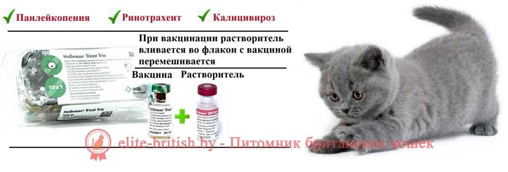 Прививки кошкам