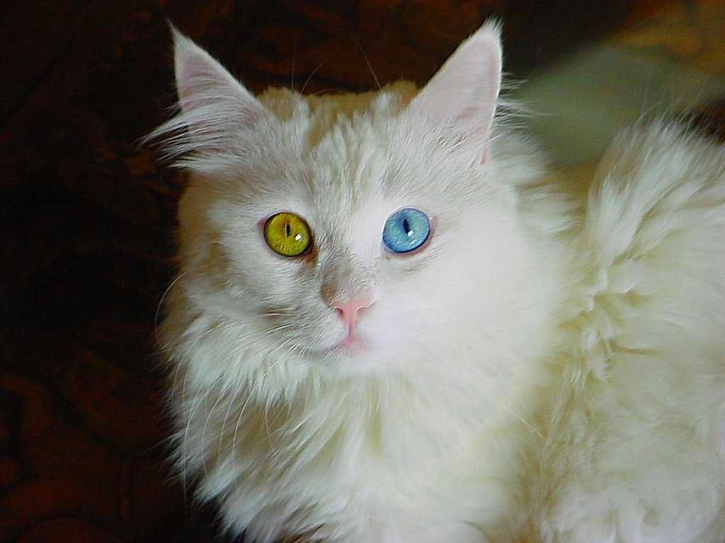 Порода белых глухих кошек с разными глазами
