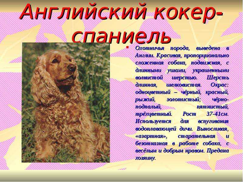 Харьер — фото, описание породы собак, особенности характера
