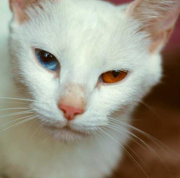 Белый кот с зелеными глазами