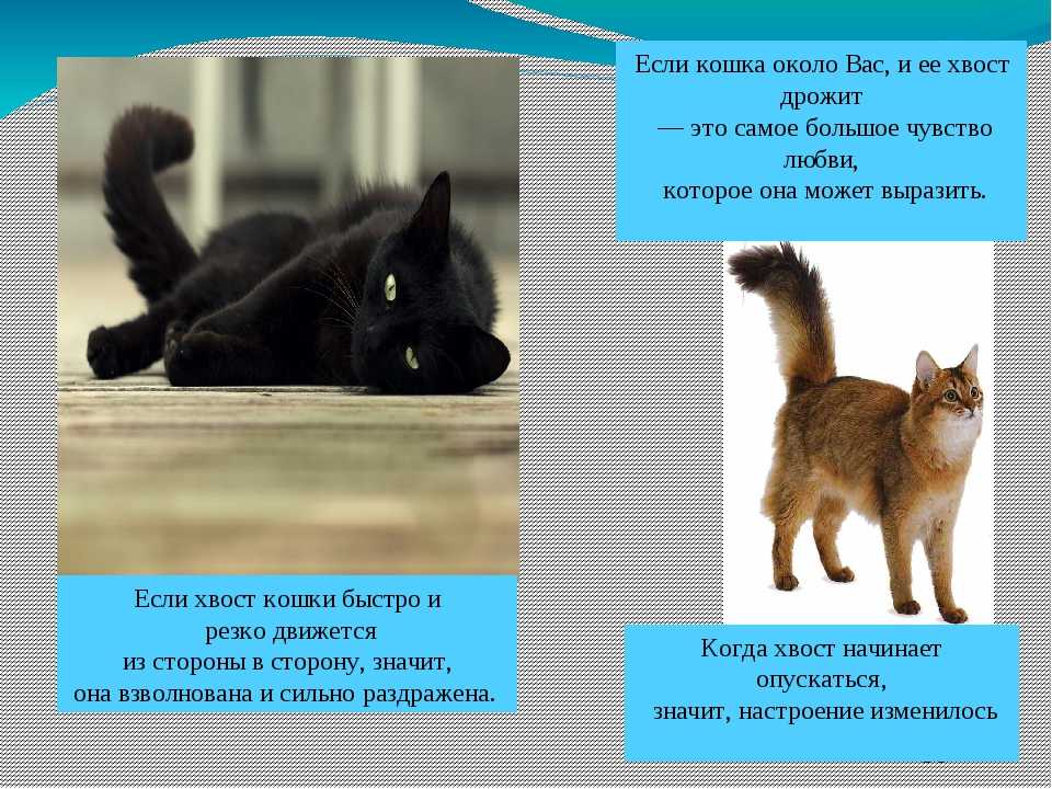 ᐉ почему кошка дрожит всем телом, кот трясется как будто замерз - zoomanji.ru