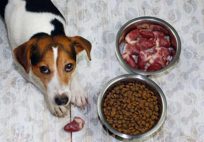 Можно ли совмещать сухой корм и натуральный для собак