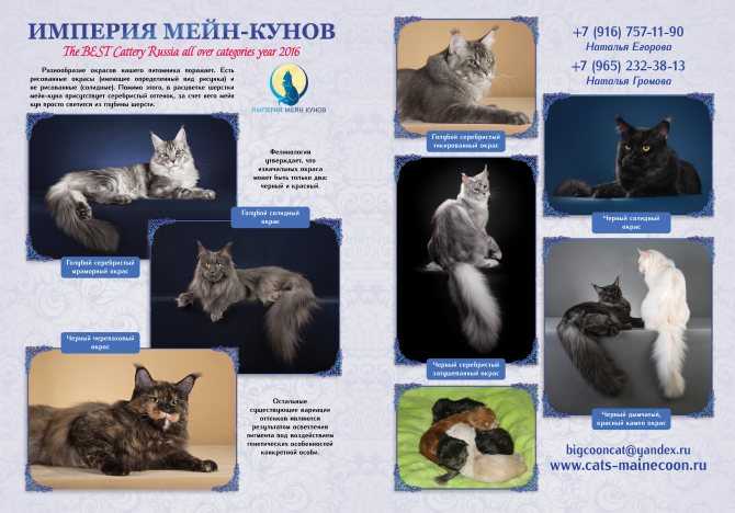 Описание породы мейн-кун: особенности ухода за ласковыми кошками-гигантами